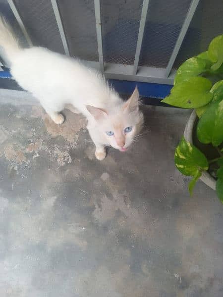 Persian Male  Cat Urgent Sale 1