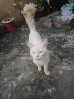 Persian Male  Cat Urgent Sale 0