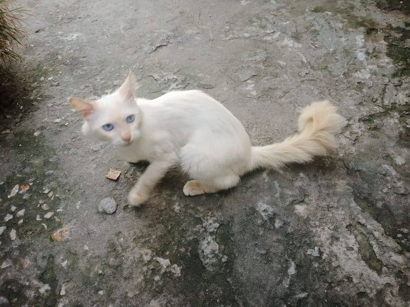 Persian Male  Cat Urgent Sale 3