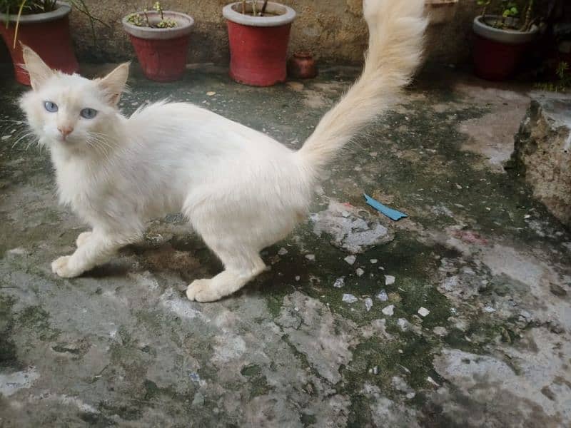 Persian Male  Cat Urgent Sale 4