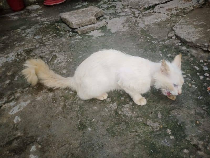 Persian Male  Cat Urgent Sale 5