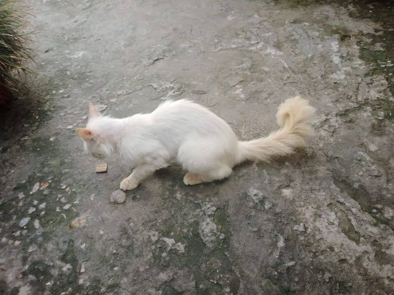 Persian Male  Cat Urgent Sale 6