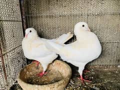 white King Breeder Pair