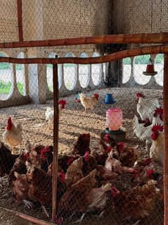 Golden Misri setup |Hens| Egg laying | Murgiya|Lohman| Poultry Farming