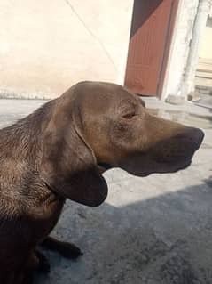 pointer female urgent sale