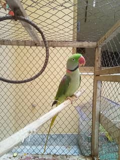 Parrot urgent for sale