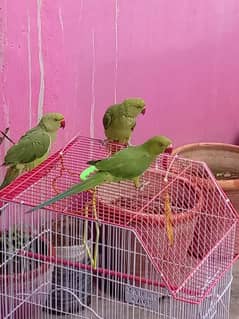 2 Parrots for sale