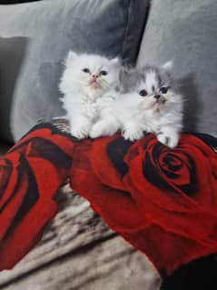 Pure Persian kittens for sale. 1 male and 1 female