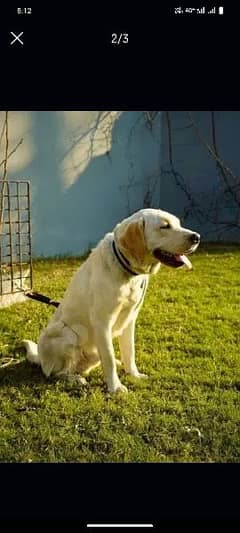 Labrador Dog