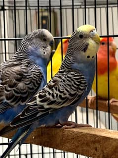 Love Birds and Australian parrots Pair with cage