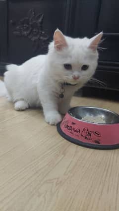 Persian cat for sale, fully vaccinated with health card