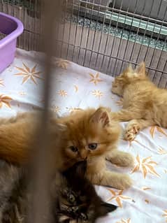 cutest persian kittens (orange & black)