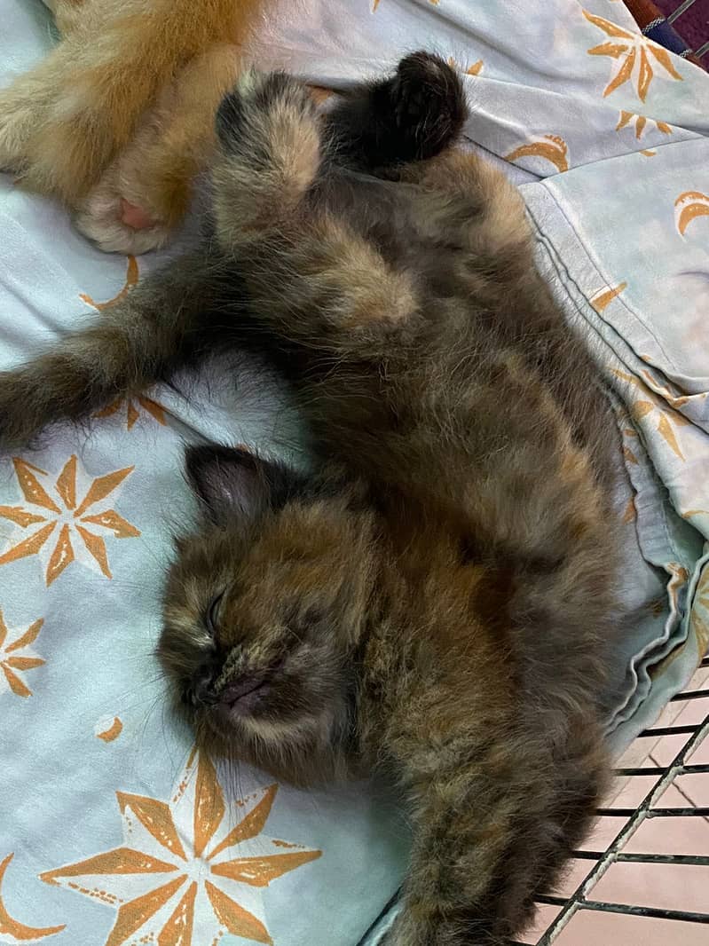 cutest persian kittens (orange & black) 4