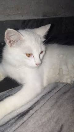 nice cat Male hai  4 months ki hai. . .