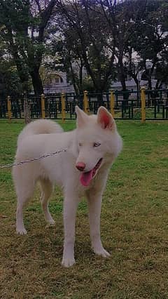 white huskey