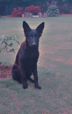 Black German Shephard Female Dog 0