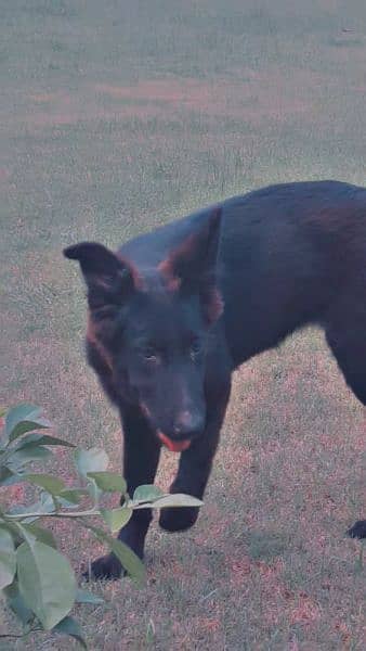 Black German Shephard Female Dog 1