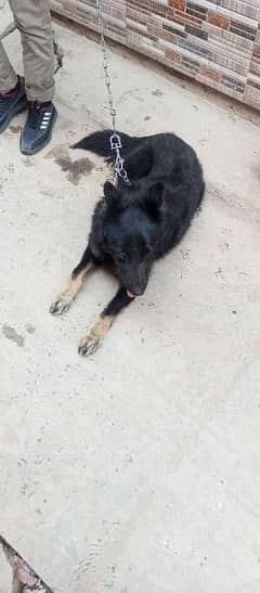 Belgium Shepherd security dog full stand