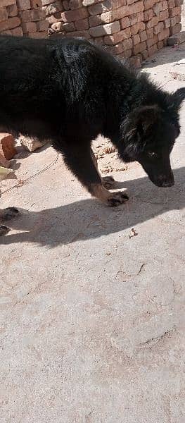 Belgium Shepherd security dog full stand 1