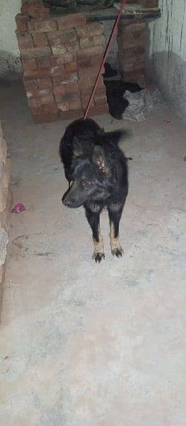 Belgium Shepherd security dog full stand 2