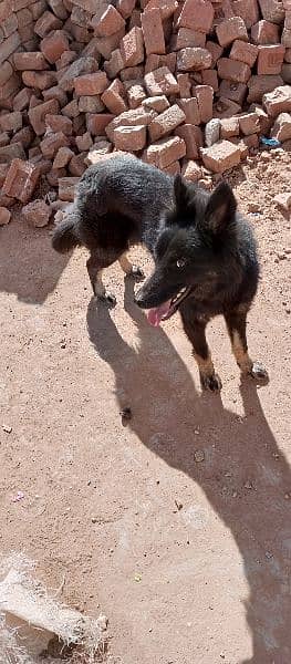 Belgium Shepherd security dog full stand 5