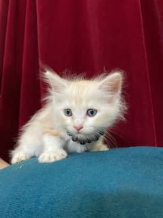 Female Persian kitten Available for sale