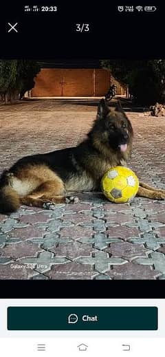 long coat German shepherd male available extrem long coat urgent sale