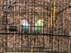 budgies breeder pair 0