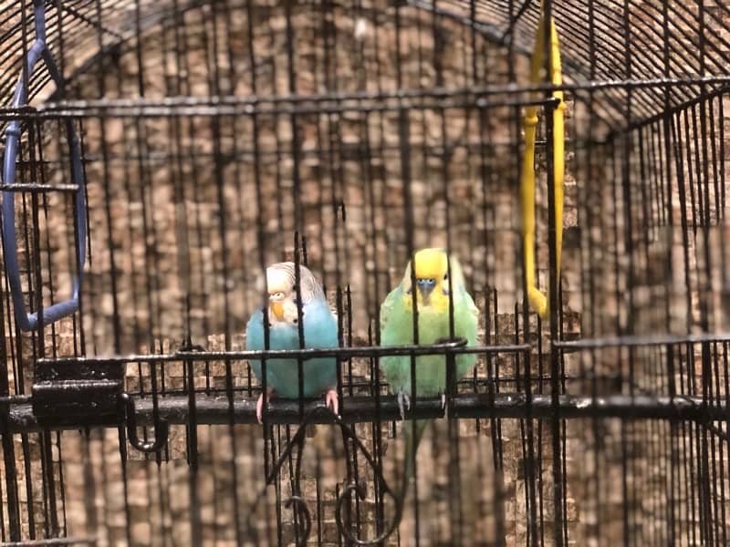 budgies breeder pair 1