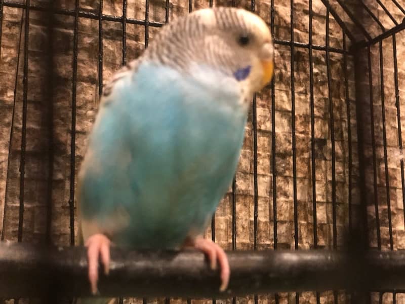 budgies breeder pair 2