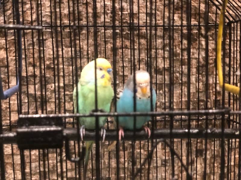 budgies breeder pair 3