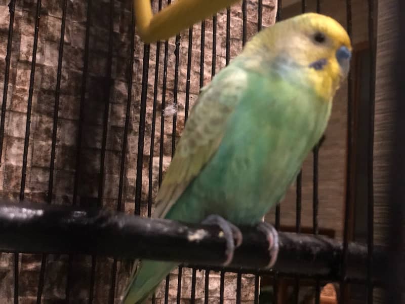 budgies breeder pair 4