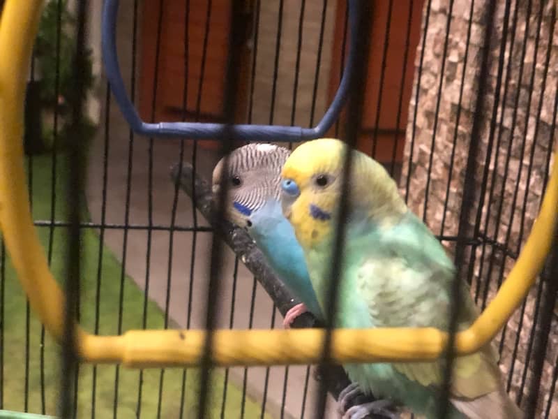 budgies breeder pair 5