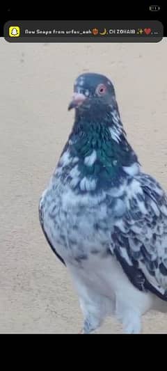 pigeon