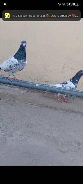 pigeon for sale 2