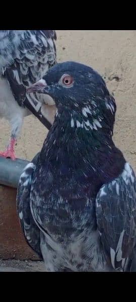 pigeon for sale 4