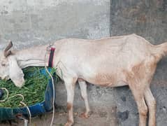 desi bakri sata AK bakar 2month phela ki Cross03289781600