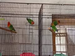 Fisher Lovebirds Confirm Breeder