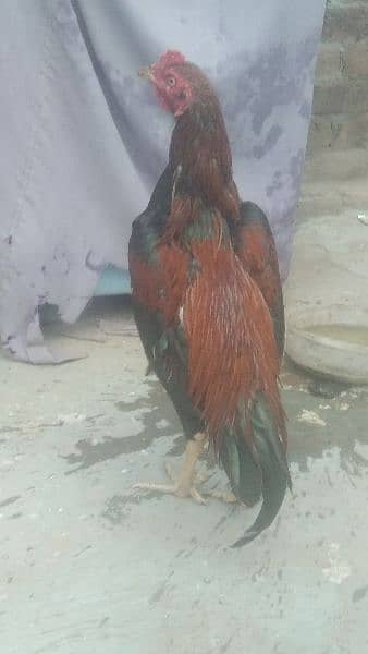 mianwali aseel small height ma available price 5000 9