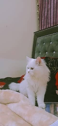 Persian Male Cat