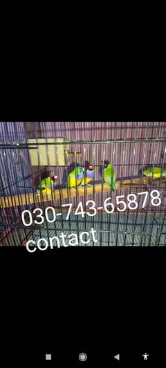 African parrots pair & Finches birds for sale