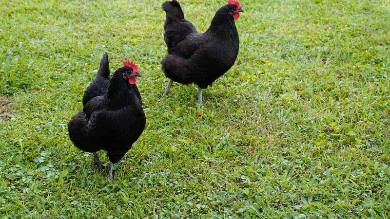 Black hen Eggs  660 RS. dozen 1