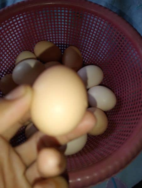 Black hen Eggs  660 RS. dozen 4