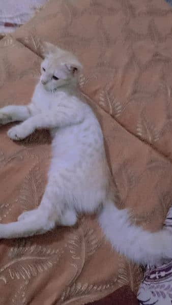 Persian kitten 3