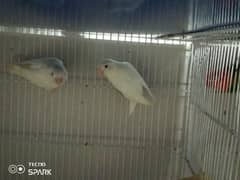 albino red eye and orange hood rosicolli opline breeder pair