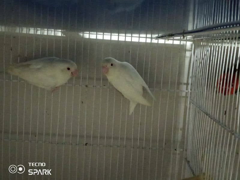 albino red eye and orange hood rosicolli opline breeder pair 1