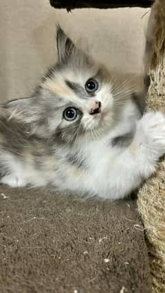 Persian kitten