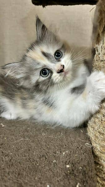 Persian kitten 0