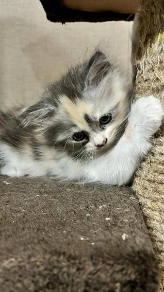 Persian kitten 3