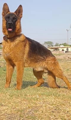 German shepherd male available full long cort